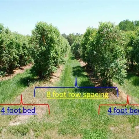 thumbnail for publication: How to Calculate Fertigation Injection Rates for Commercial Blueberry Production